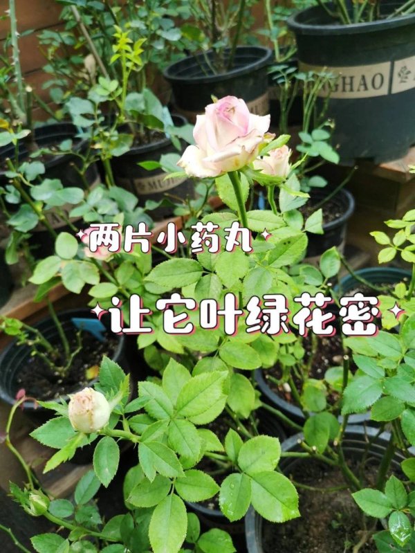 配资王 过期小药片别急扔，花吃了狂长猛开花，10年不黄叶！